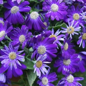 Meet your Posher, Toni